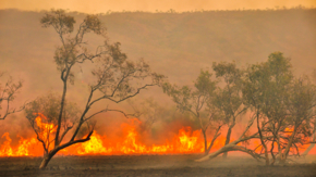 Australien Buschfeuer